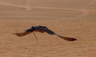 بمشاركة
    أكثر
    من
    650
    صقرًا..
    مهرجان
    الصقور
    بالقصيم
    يشهد
    حضورًا
    محليًا
    وخليجيًا