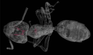 حشرات
      في
      كهرمان
      عمرها
      40
      مليون
      سنة