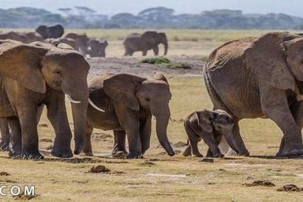 كم مدة حمل الفيل