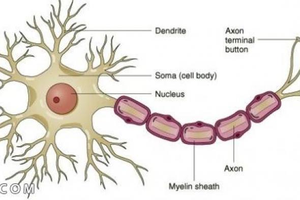 أنواع الخلايا العصبية وتعريفها ومكوناتها