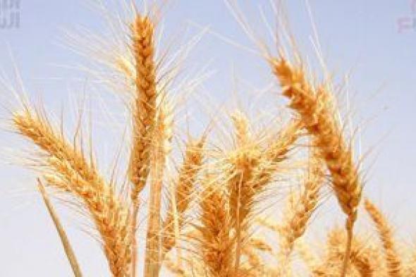 "زراعة المنوفية": لدينا 90 ألف فدان منزرعة بمحصول القمح حتى الآن