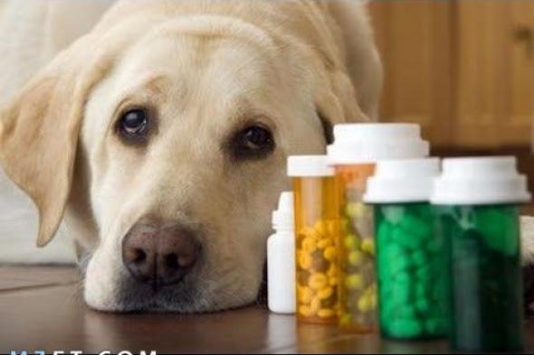 علاج الإسهال عند الكلاب بالاعشاب وأسبابه والوقاية منه