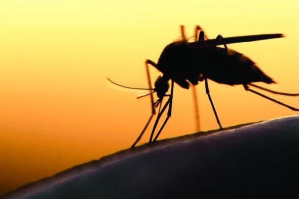 إهمال علاج الملاريا.. عواقبه وخيمة