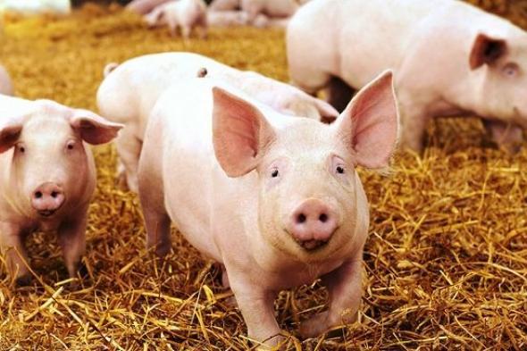 تفسير حلم رفض أكل لحم الخنزير  في  المنام