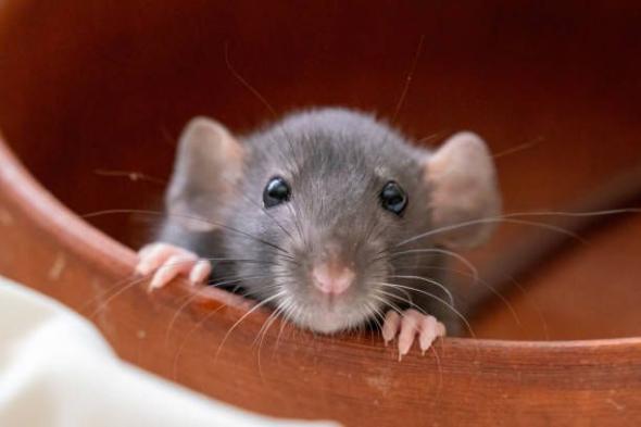 تفسير حلم أكل الفأر في المنام