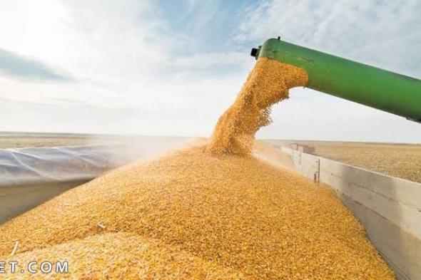 تجارة الحبوب والغلال في مصر