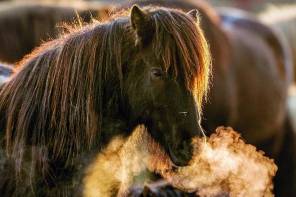 حصان آيسلندا يتنفس في جو بارد بمزرعة ألمانية