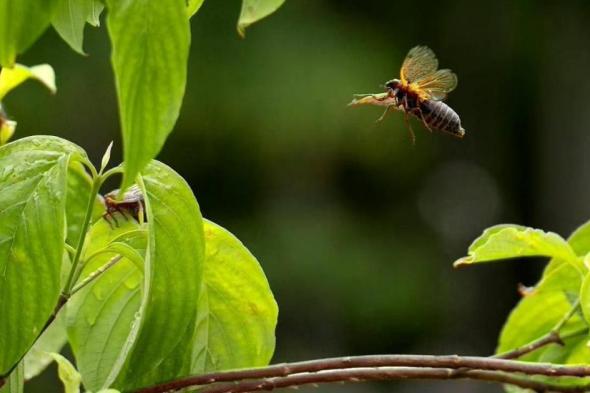 «يحدث كل 221 عاماً».. ظهور نادر لمليارات حشرات الزيز بأمريكا