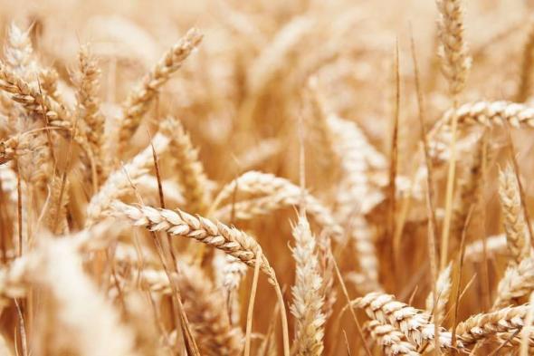 تفسير حلم حصاد القمح في المنام