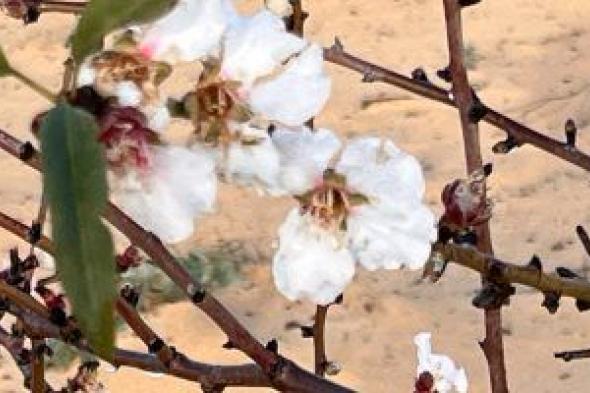 زهور اللوز تزين وجه سيناء بالأبيض والزهري وتعلن قدوم الربيع.. صور