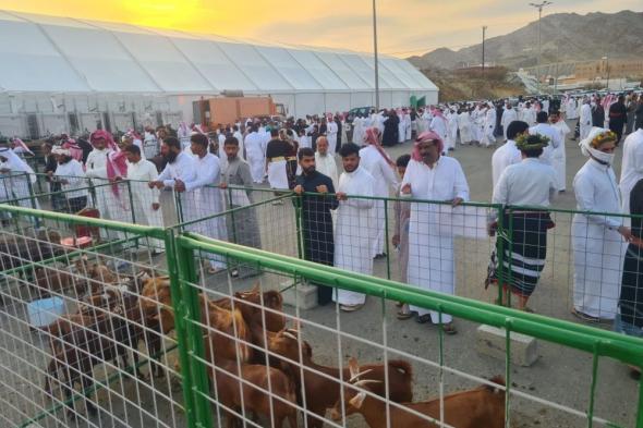 لأول مرة.. تدشين مهرجان "الماعز الدهم" في المملكة بمنطقة عسير