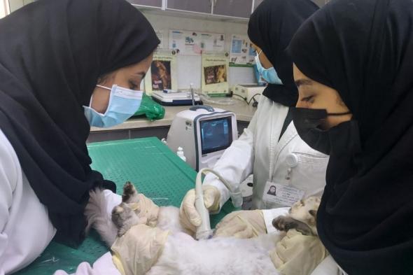 بيئة الشرقية تؤهل طالبات الطب البيطري لإجراء الجراحات الطارئة للحيوانات