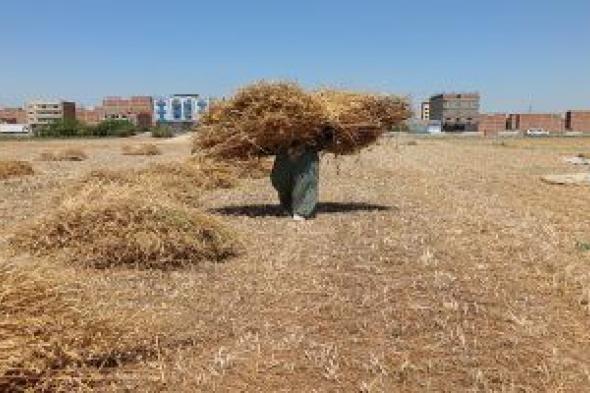 تموين سوهاج: ارتفاع توريد القمح إلى الشون والصوامع لـ 96 ألف طن