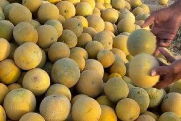 فاكهة بطعم السكر.. شاهد إنتاج مزارع الشهد في شمال سيناء