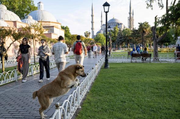 مشروع قانون لمكافحة الكلاب الضالة يثير جدلاً واسعاً في تركيا