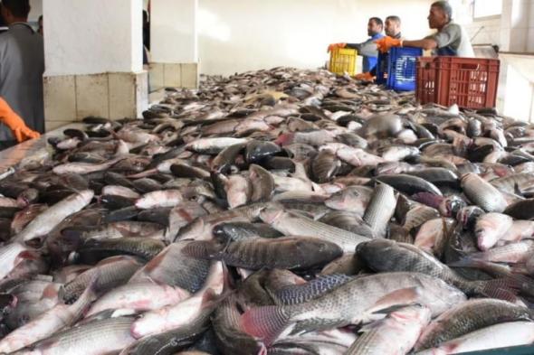 أسعار الأسماك فى سوق العبور اليوم الإثنيناليوم الإثنين، 3 يونيو 2024 09:56 صـ   منذ 33 دقيقة