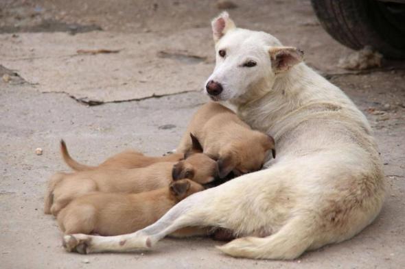 كلاب ضالة تنهش ستينياً تونسياً حتى الموت