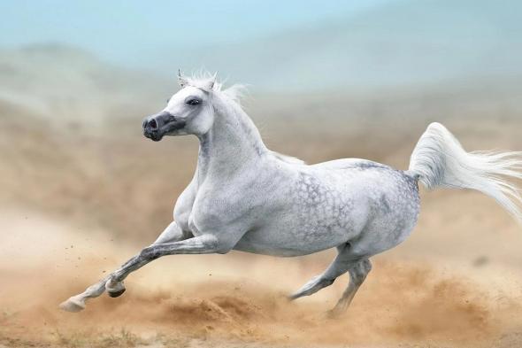 كيف غزا الحصان الأليف العالم قبل 4200 عام؟