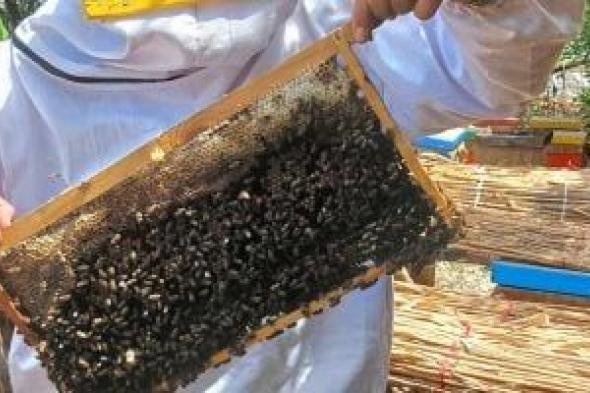 طريقة استخراج عسل النحل من قطفة زهرة البرسيم الأشهر فى الوطن العربى
