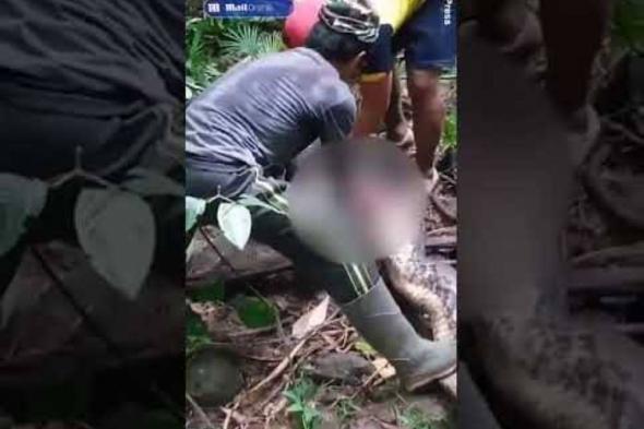 إخراج امرأة من بطن ثعبان ضخم ابتلعها في إندونيسيا