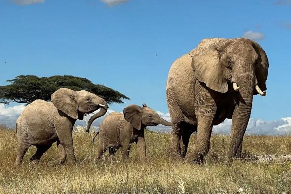باحثون: الفيلة تنادي بعضها بأسماء محددة