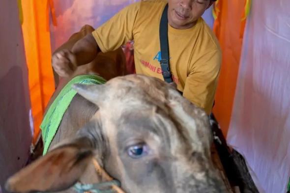 صالون لتدليك الأبقار في إندونيسيا قبل ذبحها أضحية للعيد