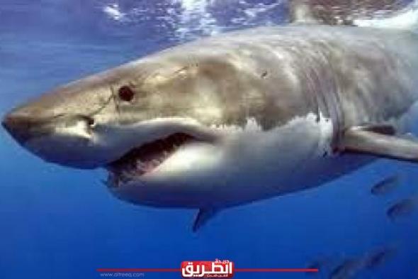هجمات متتالية من قبل أسماك القرش على سواحل فلوريدا السبت، 15 يونيو 2024 02:33 مـ
