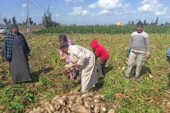 زراعة الشرقية: الانتهاء من حصاد المساحات المنزرعة بمحصول البنجر