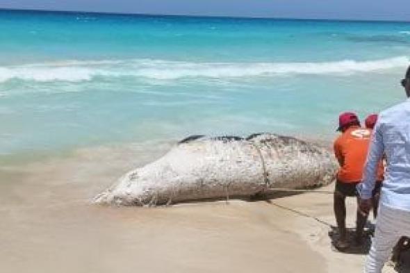 وزيرة البيئة: دفن الحوت النافق وكشف تفاصيل جرف التيارات البحرية له