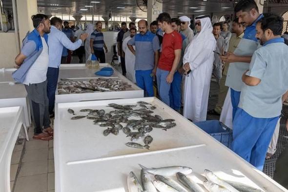 جمعية صيادي أم القيوين تعزز المخزون السمكي في الإمارة