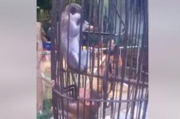 غزلان وقرود وطاووس.. حديقة حيوان دسوق كاملة العدد.. فيديو
