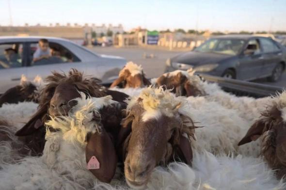 «البيئة»: 8,623 ذبيحة بمسالخ الرياض في رابع أيام العيد