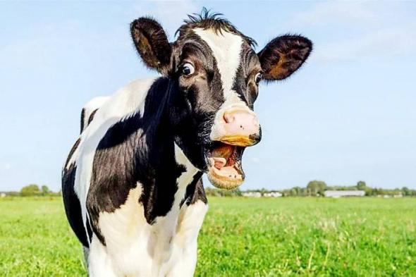 دراسة أمريكية: «عرق البقر» يكافح الاحتباس الحراري !