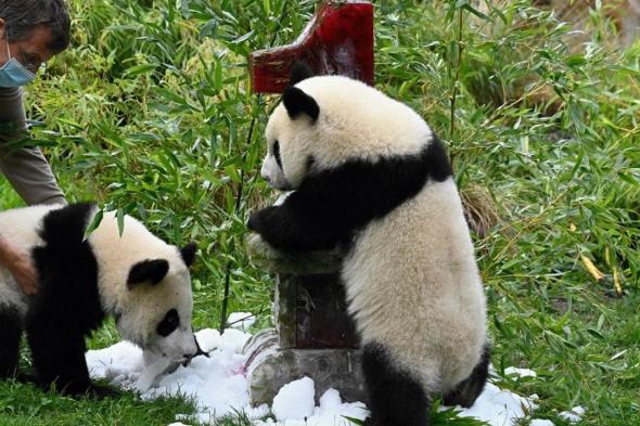 لسلكوكهم السيء مع الحيوانات.. حظر دخول 12 سائحا لمركز الباندا العملاقة بالصين مدى الحياة