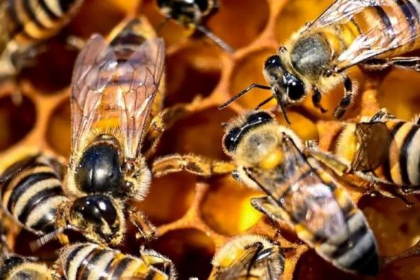 بمشاركة 30 نحالًا.. انطلاق فعاليات مهرجان العسل والمنتجات الزراعية بتبوك