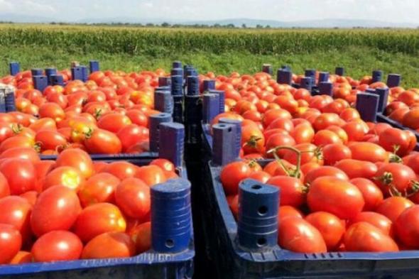 تصدير الطماطم ينذر بكارثة بيئية في سوس ماسة (تحقيق)