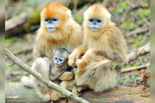 القرود الذهبية النادرة تتزايد في شننونغجيا الصينية