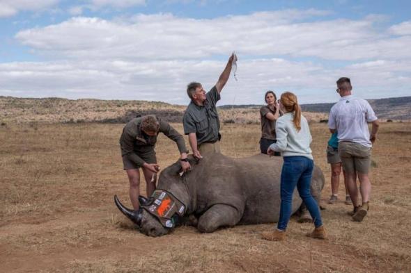 فيديو | للحدّ من صيدها.. حقن قرون حيوانات وحيد القرن بمواد مشعة