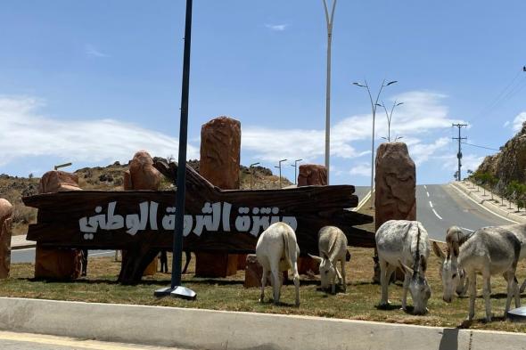 "الحيوانات السائبة" تؤرّق سكّان محافظة القرى ومستخدمي الطريق العام