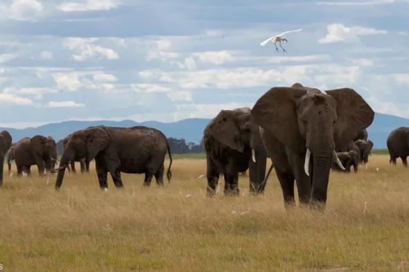 مقتل سائح تحت "أقدام فيل" في أحد منتزهات جنوب أفريقيا