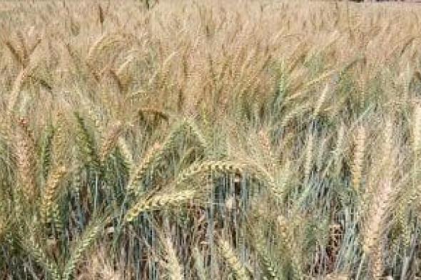 وزير الزراعة: تجربة صنف جديد من القمح يحقق إنتاجية تصل إلى 5 أطنان للفدان