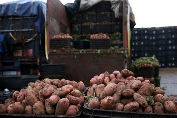 استئناف تصدير البطاطس والبصل بعد حظره لأشهر
