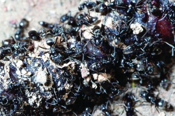 «النمل الخارق» يقطع الكهرباء ويلحق الضرر بالطرق في ألمانيا