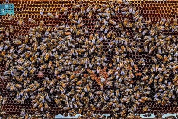15 نوعًا و20% من إنتاج المملكة.. "تربية النحل وإنتاج العسل بالباحة".. قصة إرث ومشاريع