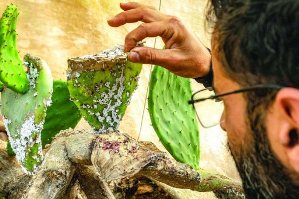«الحشرة القرمزية» تفتك بمحاصيل  التين الشوكي في المغرب العربي