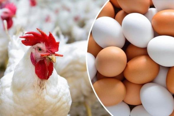 عكس المتوقع.. أسعار الدجاج والبيض توقع على انخفاض ملموس خلال فصل الصيف