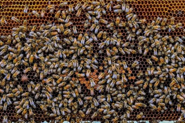 20% من إنتاج المملكة.. تربية النحل وإنتاج العسل مهنة تتوارثها الأجيال بالباحة