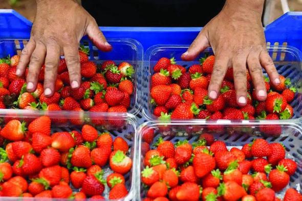 إندونيسيون يدفعون  آلاف الجنيهات للعمل بقطف الفاكهة في بريطانيا