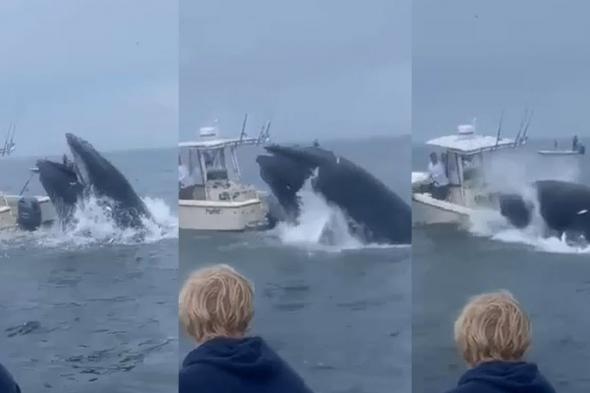 فيديو صادم.. حوت ضخم يحطم قارب صيد في عرض البحر