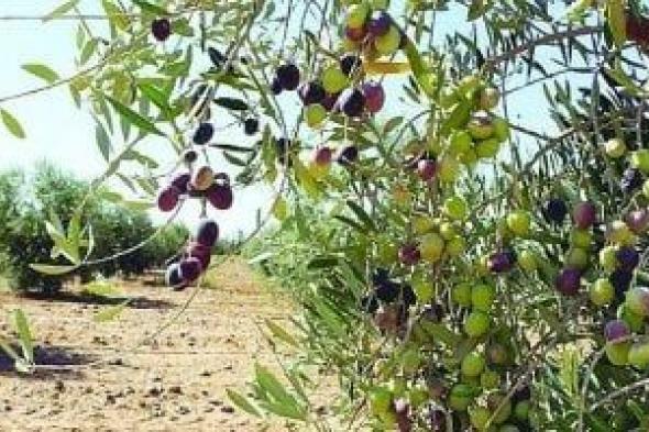 توصيات هامة من وزارة الزراعة لمزارعى الزيتون.. تعرف عليها